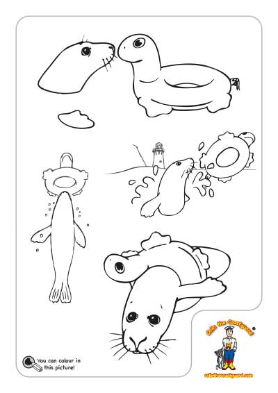 Solo the seal colouring in picture download
